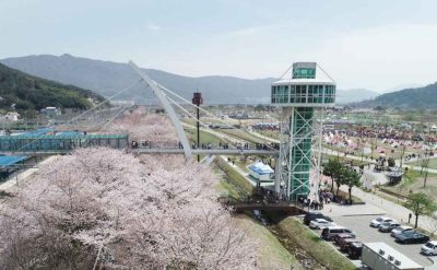 물금벚꽃축제