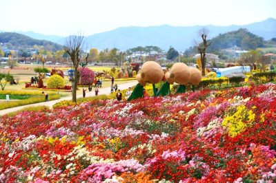 세계문화유산 화순 고인돌 가을꽃 축제